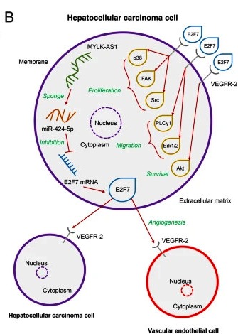 JournalofExper1's tweet image. 📍𝐋𝐨𝐧𝐠 𝐧𝐨𝐧 𝐜𝐨𝐝𝐢𝐧𝐠 𝐑𝐍𝐀 𝐌𝐘𝐋𝐊-𝐀𝐒𝟏 𝐚𝐧𝐝 𝐢𝐭𝐬 𝐞𝐟𝐟𝐞𝐜𝐭 𝐢𝐧 𝐡𝐞𝐩𝐚𝐭𝐨𝐜𝐞𝐥𝐥𝐮𝐥𝐚𝐫 𝐜𝐚𝐫𝐜𝐢𝐧𝐨𝐦𝐚

#LongnoncodingRNA
#HepatocellularCarcinoma
#CompetingEndogenousRNA
#VEGFR

View here 🔎
jeccr.biomedcentral.com/articles/10.11…
