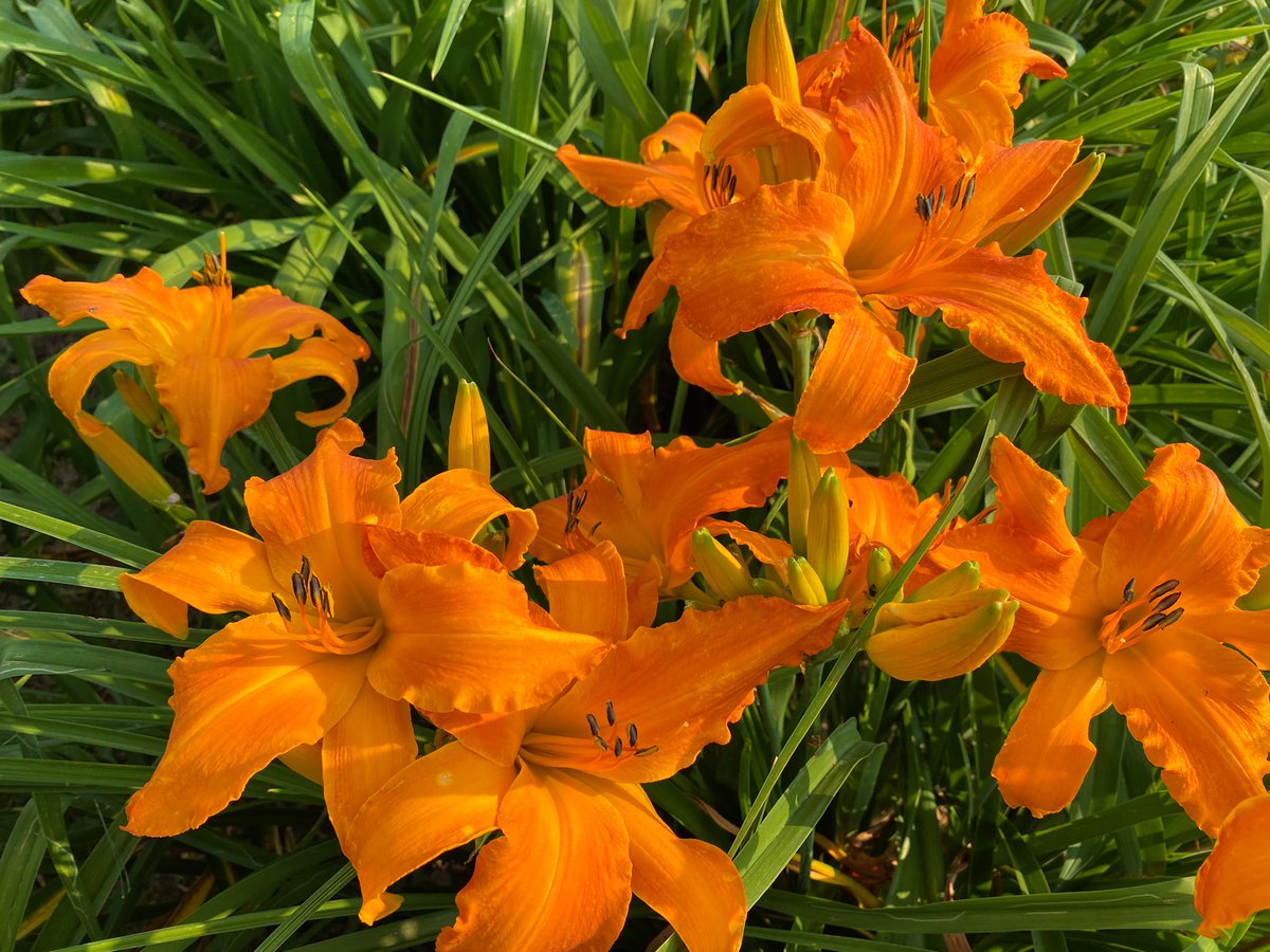 Hope you have a bright day! Here are some bright daylilies! #GardenersWorld #Garden #Daylilies #Flowers #Gardeners