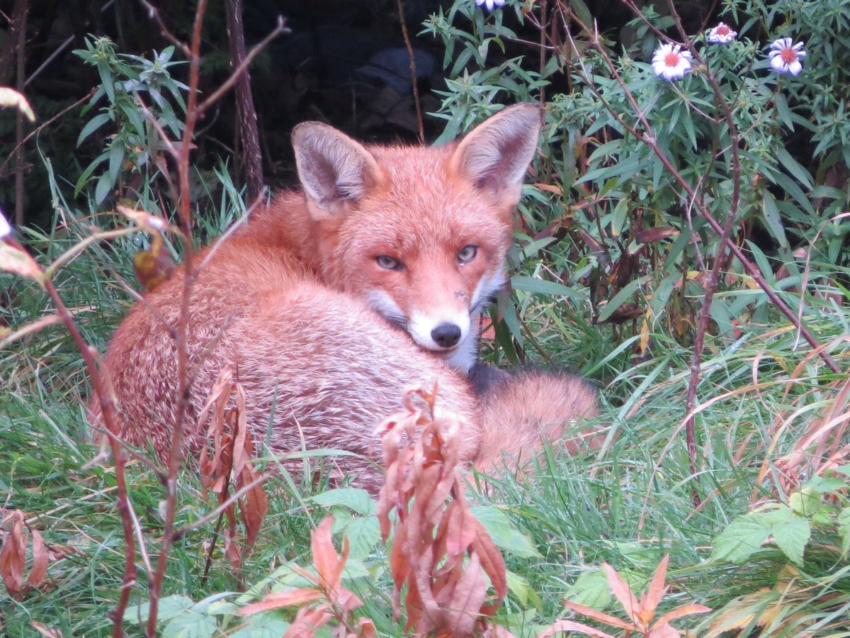 Was taking the pics out the window of a block of flats where the stair that looks out onto the grassy area. Opened the window lower down in the stair and made a but too much noise oops 😄 This Fox spied me, but just had a look. I left them in peace after these pics 👍😊🦊🦊