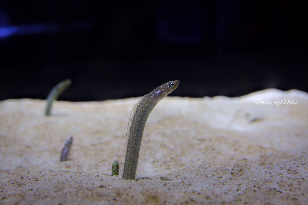 Nobu ちんあなフォトグラファー Nobunophoto Twitter