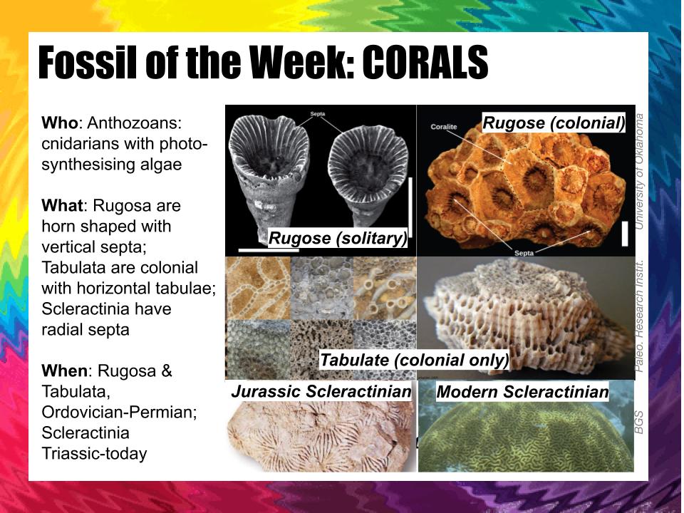 FossiloftheWeek's tweet photo. For playoff 3, who will be crowned champions of the Palaeozoic? Heavyweight TRILOBITES and CORALS face off in the geo league, whilst newcomer HALLUCIGENIA challenges stalwart TIKTAALIK in the evol league. Vote now! https://t.co/rKLYREa7om