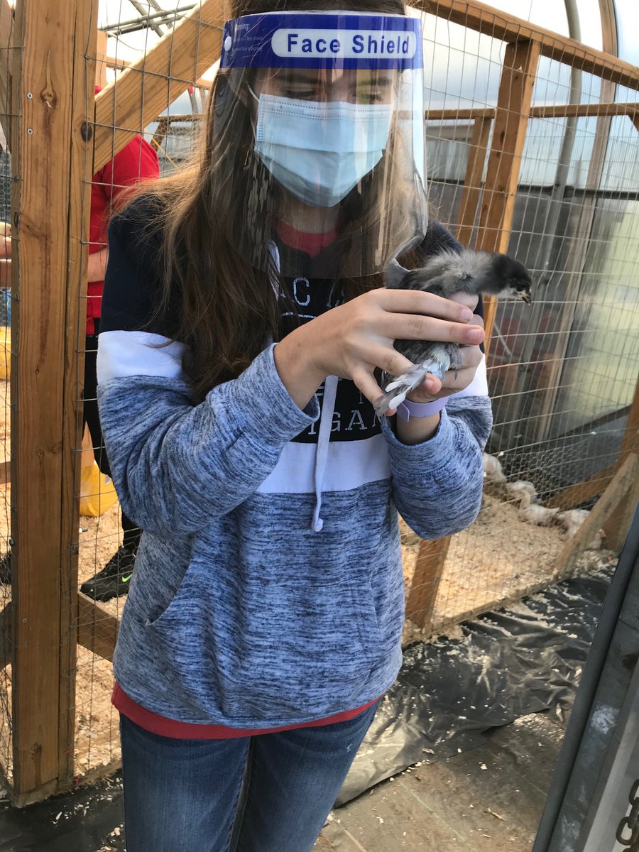 Mrs. Thompson’s Animal and Plant Science class raising chicks.