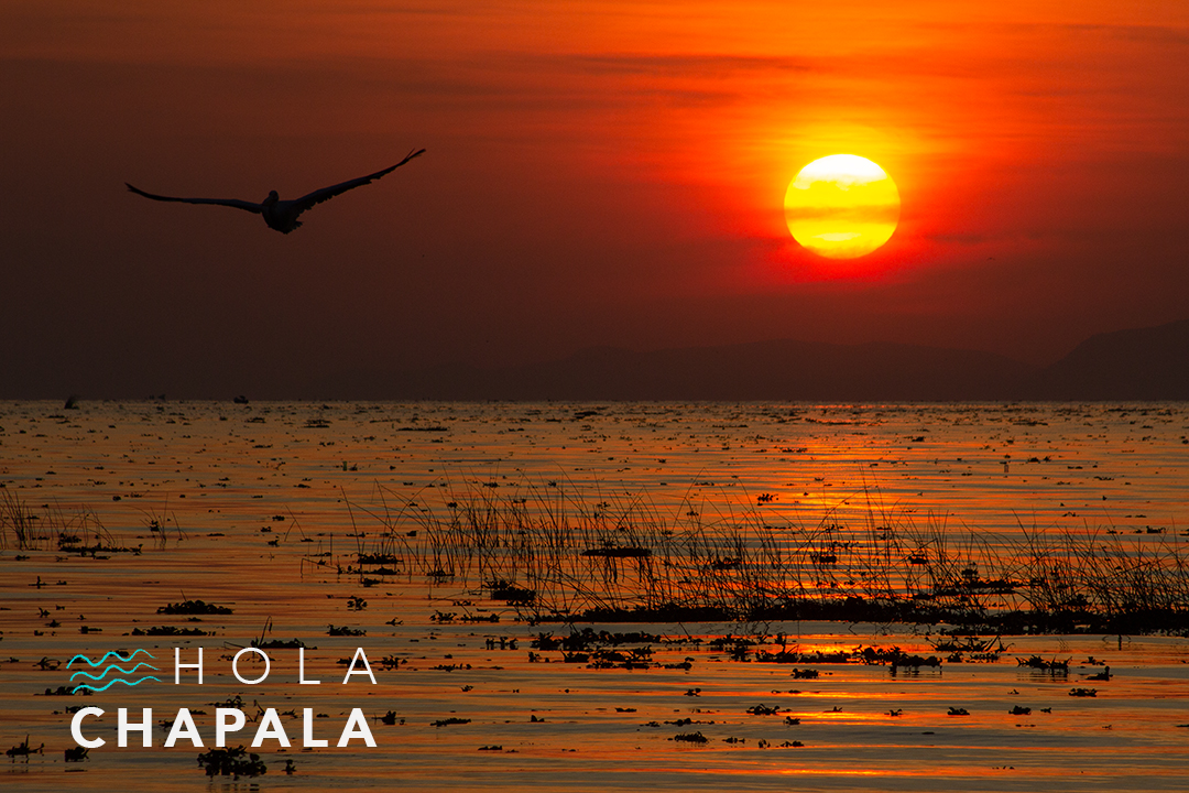 HolaChapala's tweet photo. Amanece / Here comes... #HolaChapala #Chapala #LagoDeChapala #Sunrise #Amanecer #RedSunrise #PhotoNature #SunrisePhoto #ChapalaLake https://t.co/vnHLCJIvjW