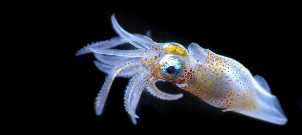 FFEM_Fr's tweet photo. It's #ScienceWorldDay !
🔬🌊Focus on the 1⃣st planetary study of marine #plankton by @TaraOcean_ supported by the @FFEM_Fr , for a better international management of #oceans
#ScienceToPolicy
More infos : https://t.co/4UnZLoc6DJ https://t.co/P3m6GrqNV1