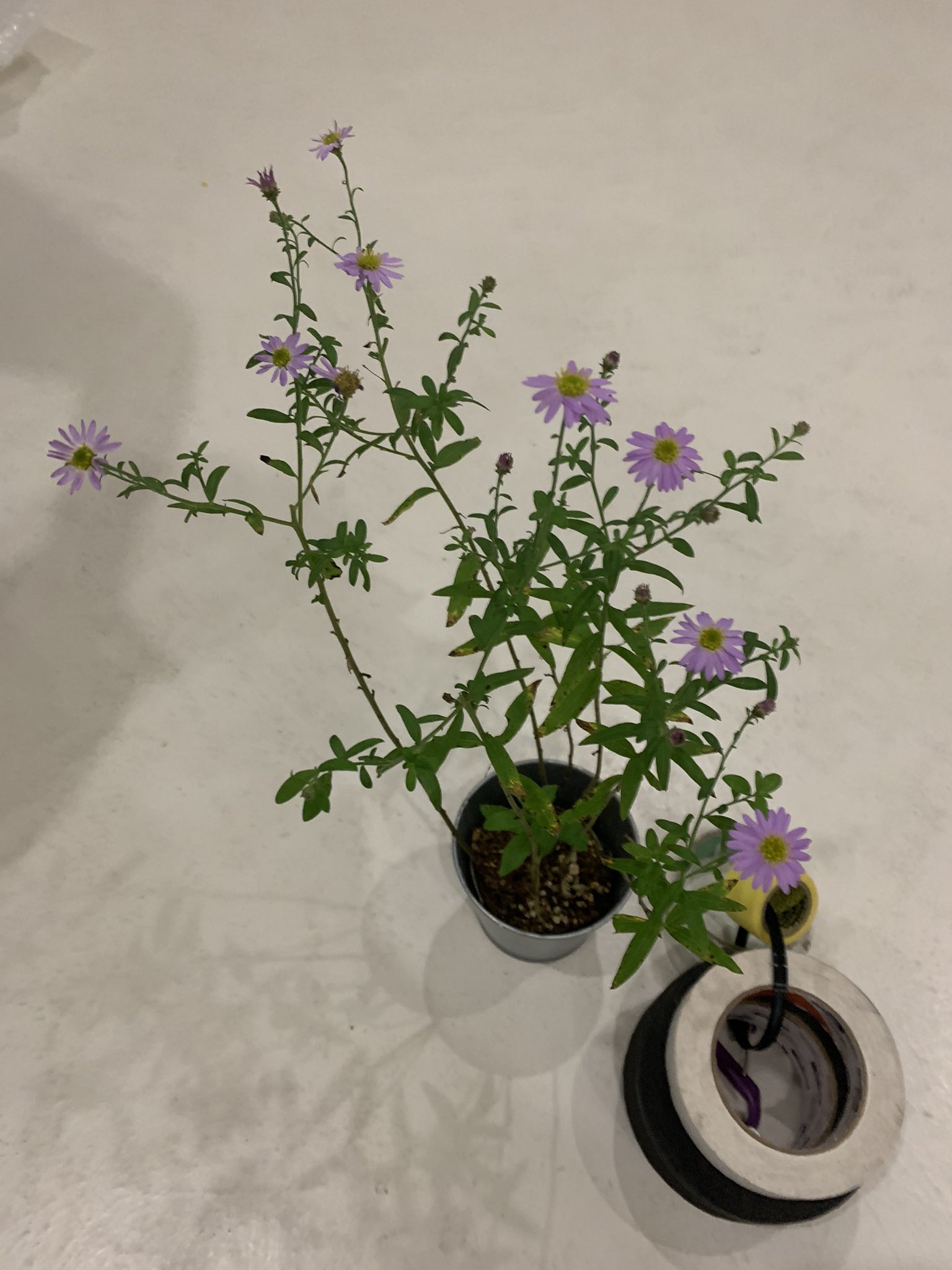 タダカイ 紫苑の花 花言葉が 追憶 君を忘れない なので 今回のmvでは歌詞の通りに描きました 日本中探して 紫苑の花をなんとか本番までに用意したりしました かなり珍しい花なので 普段生活していて見つけれたら幸運です たまに探してみてね