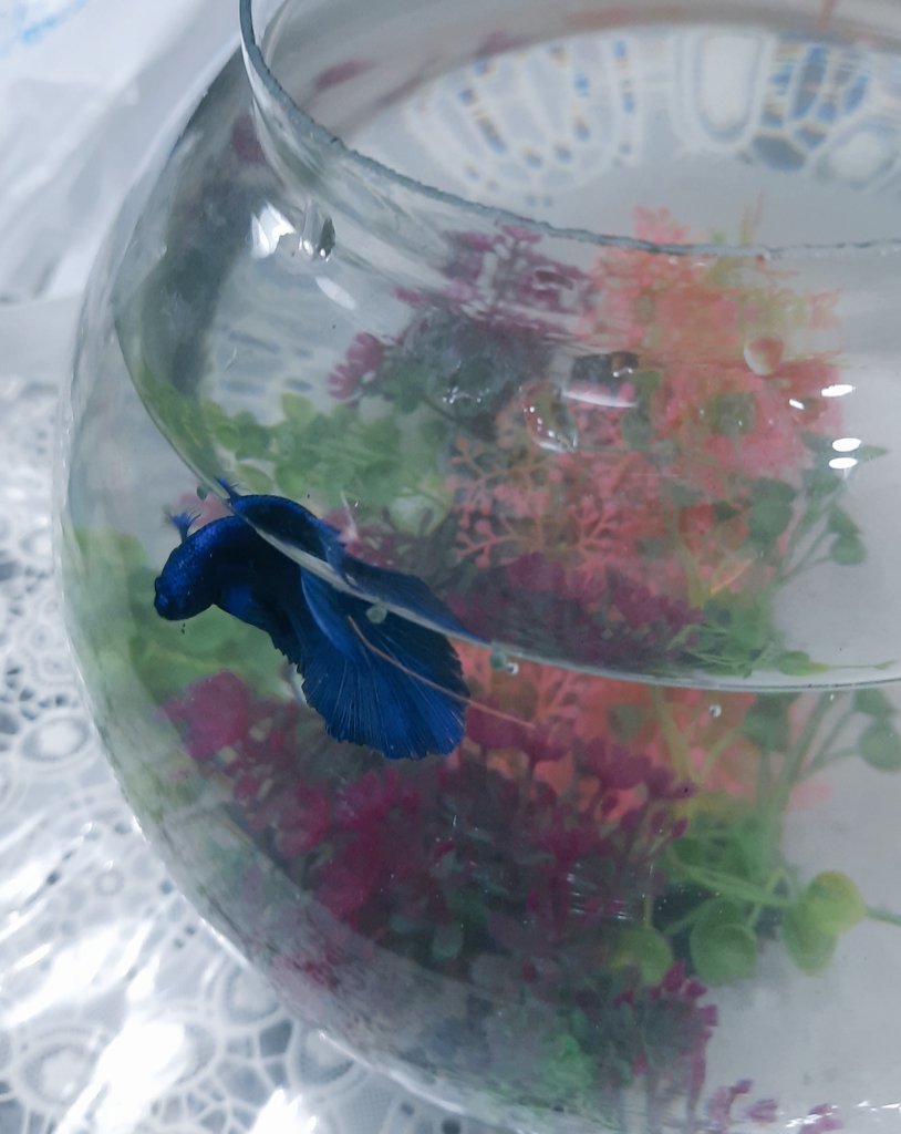 jonginified_exo's tweet photo. Brought a new fish named it KAI in honour for the king's solo debut
#KAI_1stSOLO
#KAI_IS_COMING 
@weareoneEXO https://t.co/OSAVbHbdK6