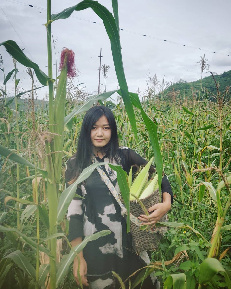 Village girl collecting fresh maize 🌽!

Follow us for more!
#KukiPeople
@NorthEast8India @in_northeast