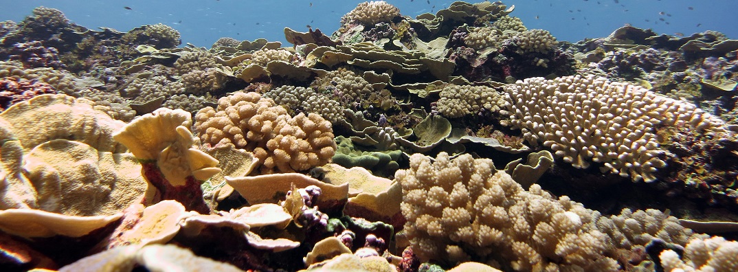 NOAA Coral Program tweet media