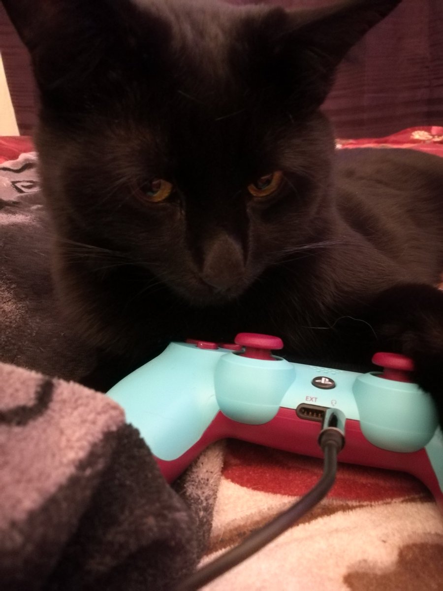 MissCleo79's tweet photo. @TwitchDE Sein Controller 😸  #TwitchPets https://t.co/cwzbWJdjgN