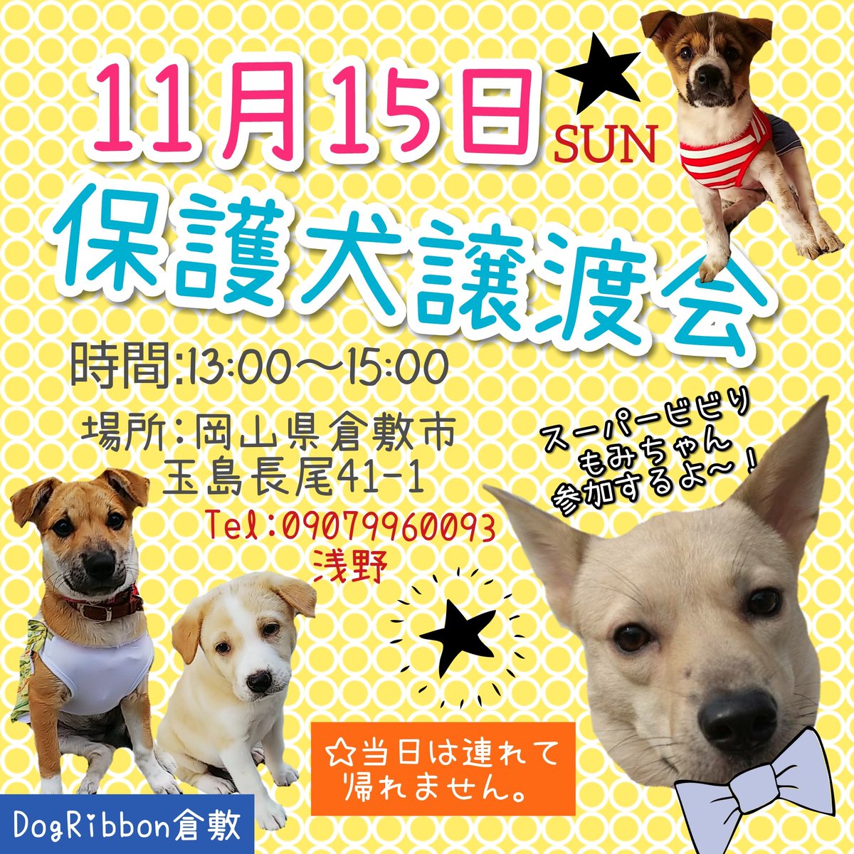 ファッションなデザイン 再入荷 可愛い動物達の里親募集中 ٩ ˊwˋ و おもちゃ 人形 Www Marinemastertrailers Com