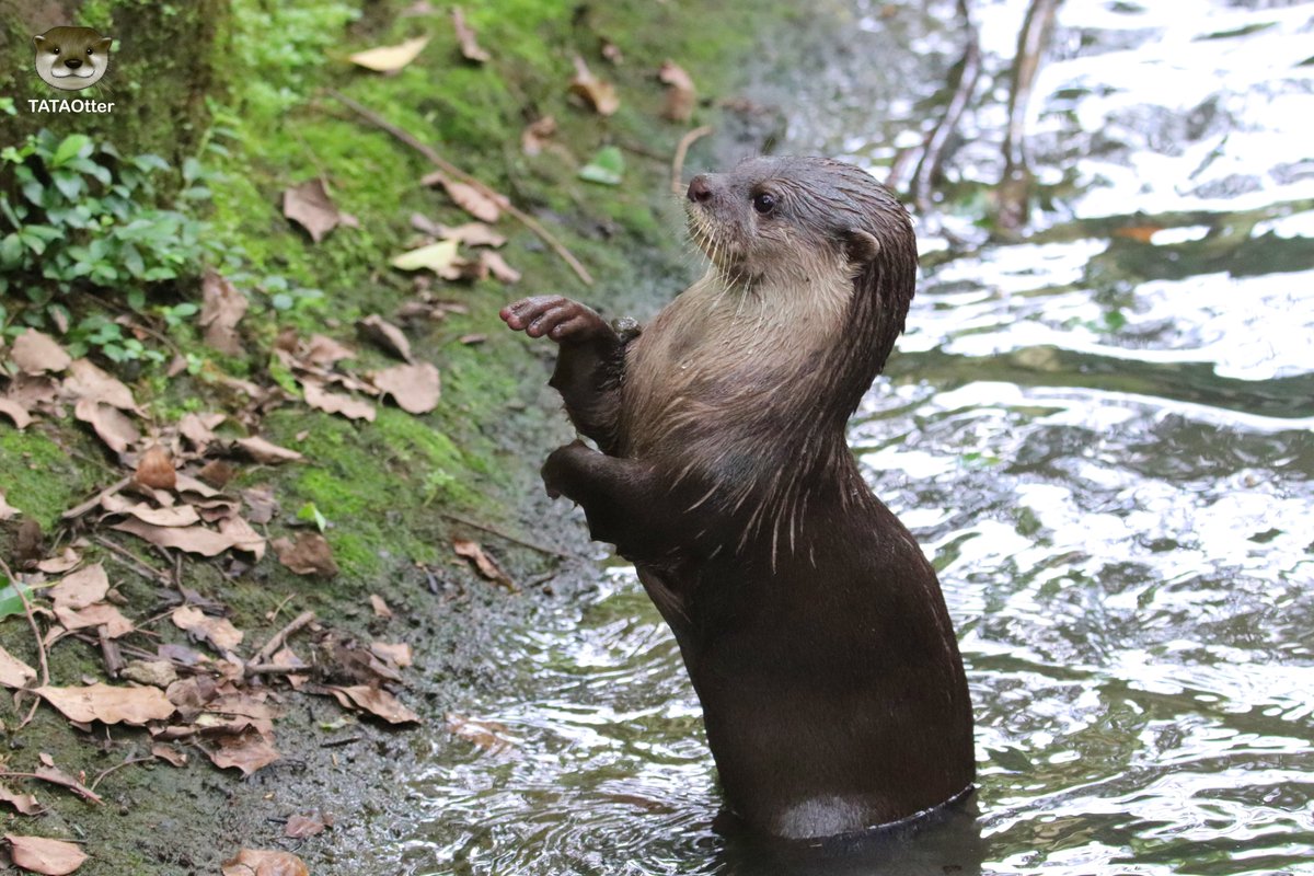 Tataotter Stone Juggling 玩石頭 石遊び 0705 Taipeizoo 臺北市立動物園 Asiansmallclawedotter 小爪水獺 コツメカワウソ Tataotter Stone Juggling 玩石頭 石遊び 0705 Taipeizoo 臺北市立動物園 Asiansmallclawedotter 小爪水獺 コツメカワウソ