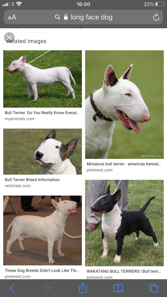 dog that looks like nike cortez