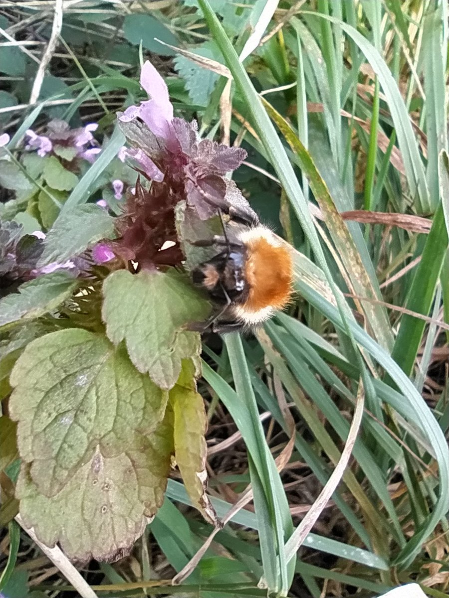 AlisonPailing's tweet photo. This little fella is a bit late for #worldbeesweekend but I think he deserves a late look in. He was moving so slowly, had I had a bee guide book on me, I could have got it out and looked up the species. But I didn't, so I couldn't. @Britnatureguide https://t.co/WgNOIbgiJD