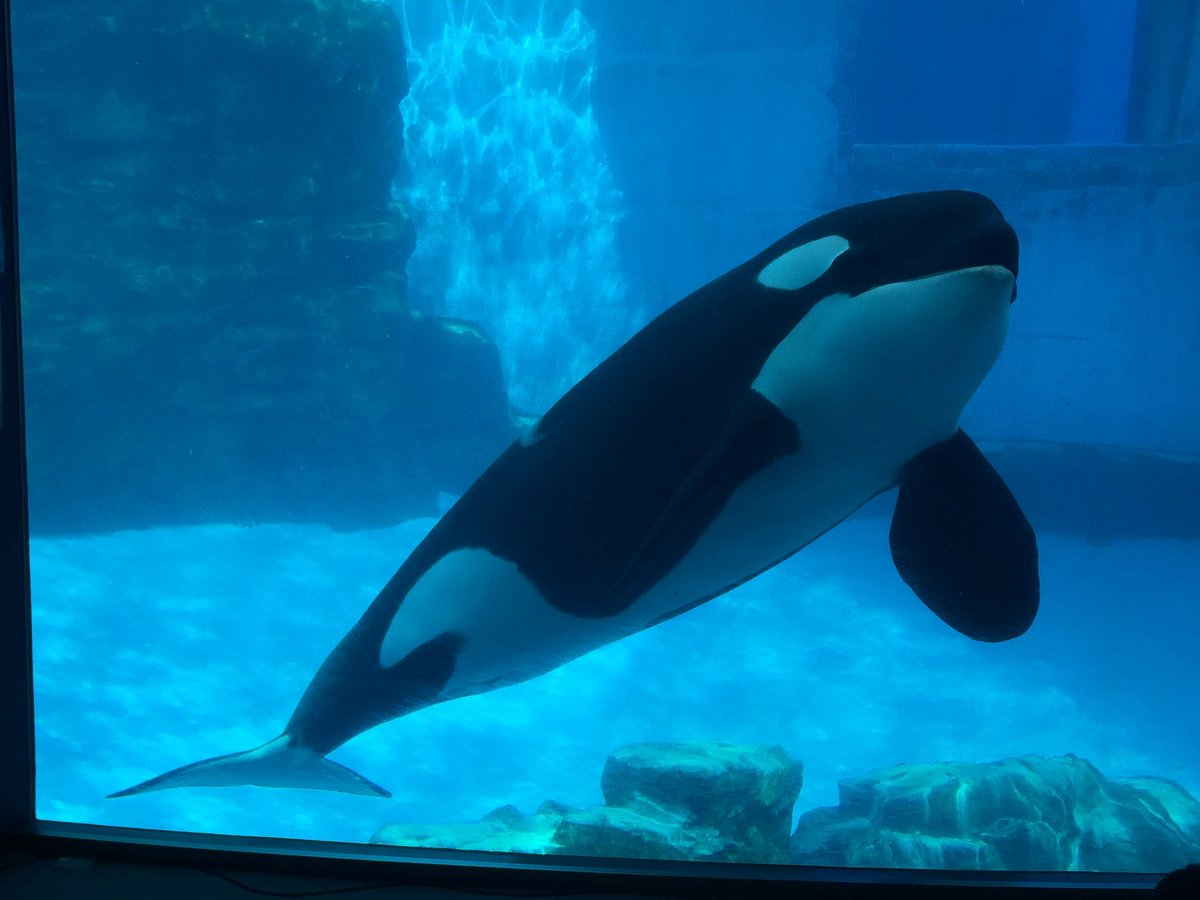淡水化物 世界初のイッカク水族館 ぜひ見てみたいです 建設地は気候を考慮して北海道でしょうか 多頭飼育であればプールは名古屋港を越える規模が必要かも 未知の生物なので飼育は困難を極めそうですが 何十年後かに保護と研究を目的として実現する