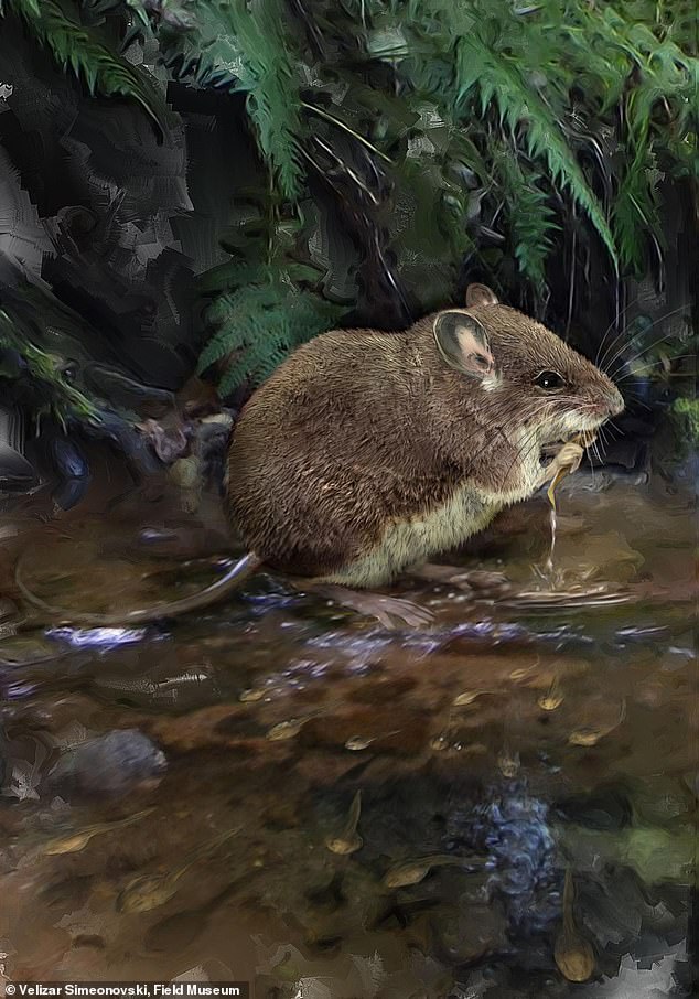 Nouvelles naturalistes en temps de  #reconfinement (2)Deux nouvelles espèces de  #souris semi-aquatiques ont été découvertes dans le bassin du Congo et sont d'ores et déjà considérées parmi les "mammifères les plus rares du monde"   http://independent.co.uk/news/long_reads/science-and-technology/new-species-aquatic-mouse-ethiopia-colomys-field-museum-b886566.html  #JourneeScience