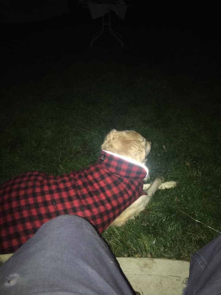 TherapyDogsInt's tweet photo. #TDIDogsWorkingFromHome
#KeepingInTouch
#VisitingInADifferentWay
Lily, staying warm with her jacket, during outdoor movie night! https://t.co/OnA09TUW6h