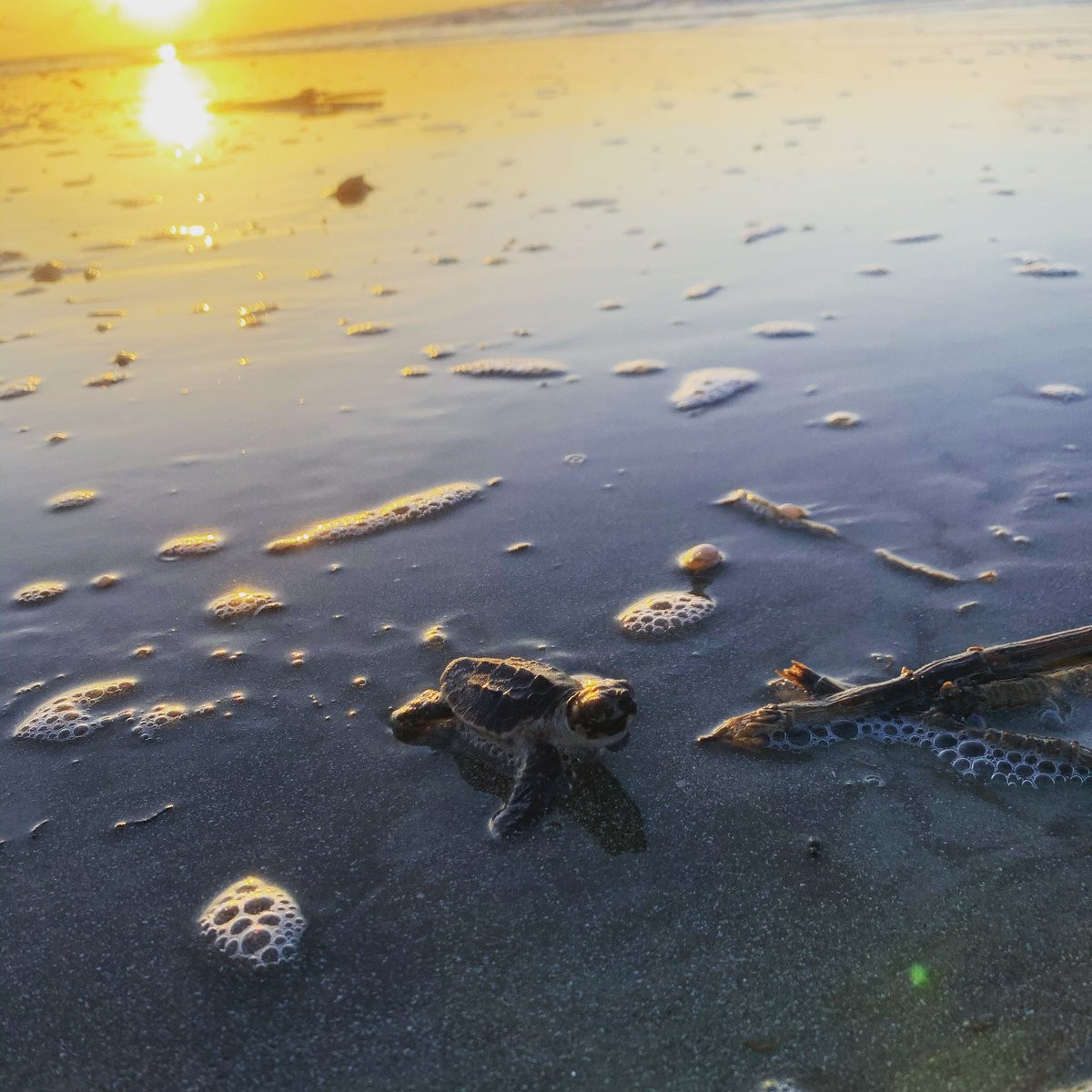 Green sea turtle hatchling on South Beach, St. Catherines Island 8/5/2020. GS Sea Turtle Program had a great 2020 season- more pics and videos to come! 
.
.
.
#georgiacoast #seaturtleconservation #babyseaturtle #greenseaturtle #greenturtle  #beachsunrise  @GASouthernGeo @GSCOSM