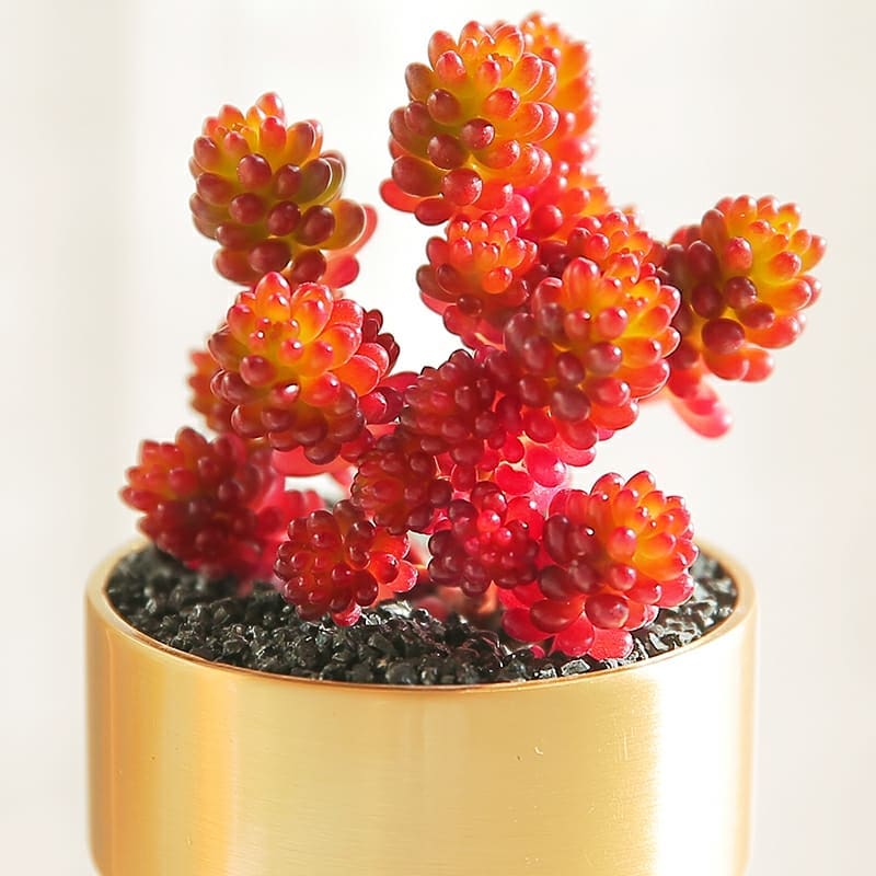 bitkimerkezinet's tweet photo. #flowers #succulents #succulove #succulent #plants #garden #melbourne #succulentsaustralia #succulentsmelbourne #succulentlove  #cactuslover #cactuslove #succulentlover #nature #succulentaddict #australiangarden #indoorplants
#succulentgarden #succulentofinstagram https://t.co/DscdNjZIHw
