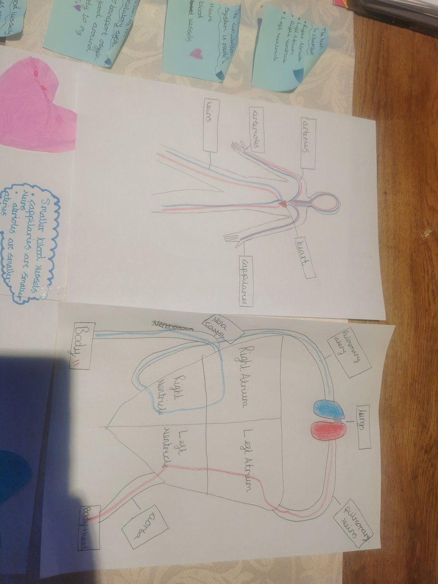Alison87312777's tweet photo. @RoundhayY6 @mrmarchayes lexi has enjoyed homeschooling today, learning about the circulatory system (my masters in medical science came in handy 😂) she has made diagrams and a poster, complete with poststick notes for when she presented to us! https://t.co/HiALLPEifM