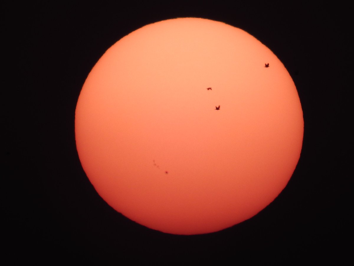 mmatalpur's tweet photo. #SunAndSunSpots
The activity on Sun creates these spots and, depending on their size and turbulence, these do have effect on Earth too.
The last picture is at a very high zoom to show them more clearly.
It was setting Sun. https://t.co/ubK73LSypZ
