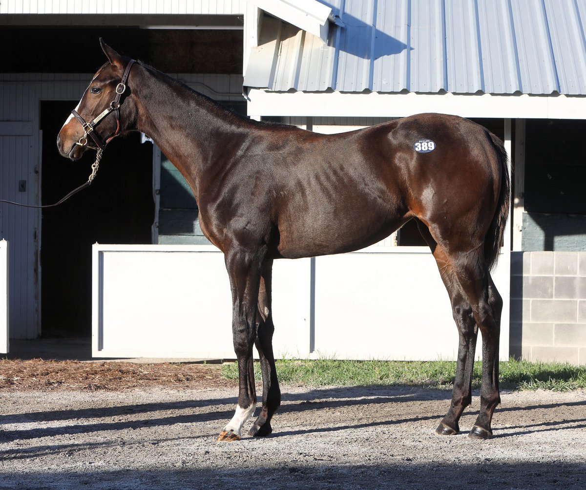 BucklandSales's tweet photo. ALWAYS DREAMING π was a BEAST on the track & his foals are looking the part as well. Hip 389, filly o/o PLEDGE PIN. Sheβs 1/2 to a $475,000 2yo of this year, RUN CLASSIC. Purchased by @_JoshStevens. Who is currently working for Bret Calhoun @ChurchillDowns. π¨ #looksthepart https://t.co/mdjzUUgGBI