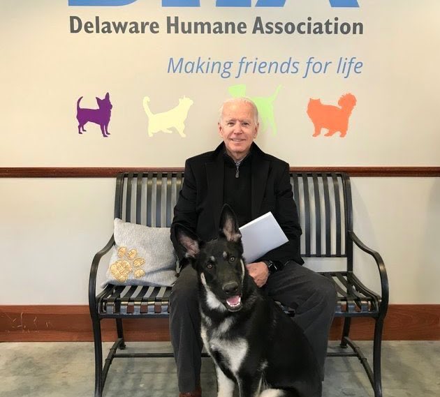 Voting4Animals's tweet photo. There is going to be a rescue dog in the White House! Let's hope this encourages more people to adopt from shelters. #AdoptDontShop 🐶🐕‍🦺🐩🐕🦮 https://t.co/rSqbBTvZVy