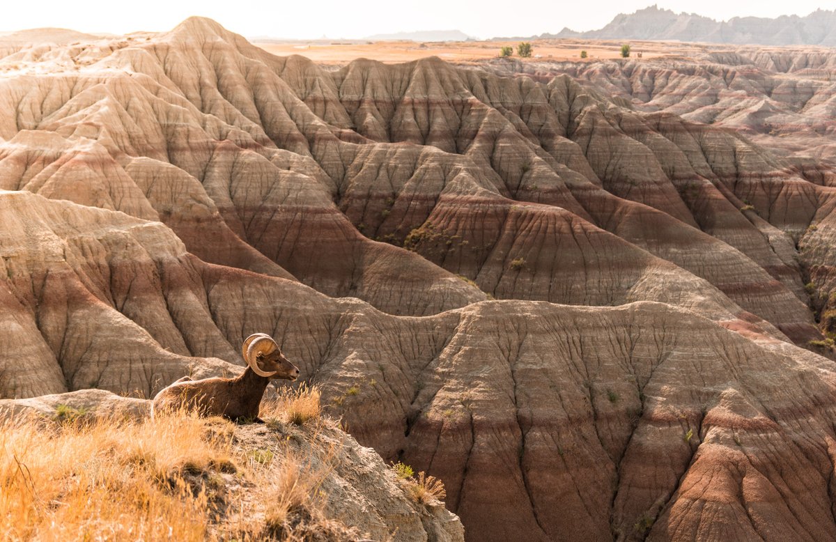 アメリカ大使館 サウスダコタ州にあるバッドランズ国立公園 Badlandsnps では 野生の動物も足を止め 険しい自然の美しさを楽しんでいます