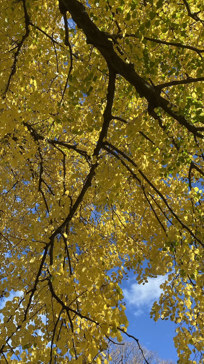 I am wearing shorts and cycling in November.  It’s glorious but is this the new normal?

#HamOnt #fall2020 #cycling #cyclehamont #warmfallday #ClimateChangeIsReal