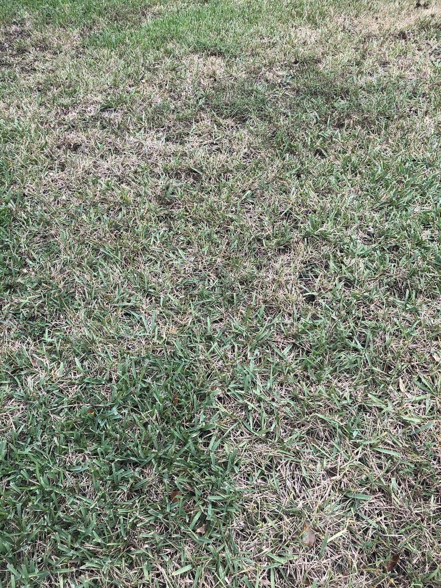 hwyner's tweet photo. @BioAdvanced why did my grass die after using your product. https://t.co/H6DDhNF1gI