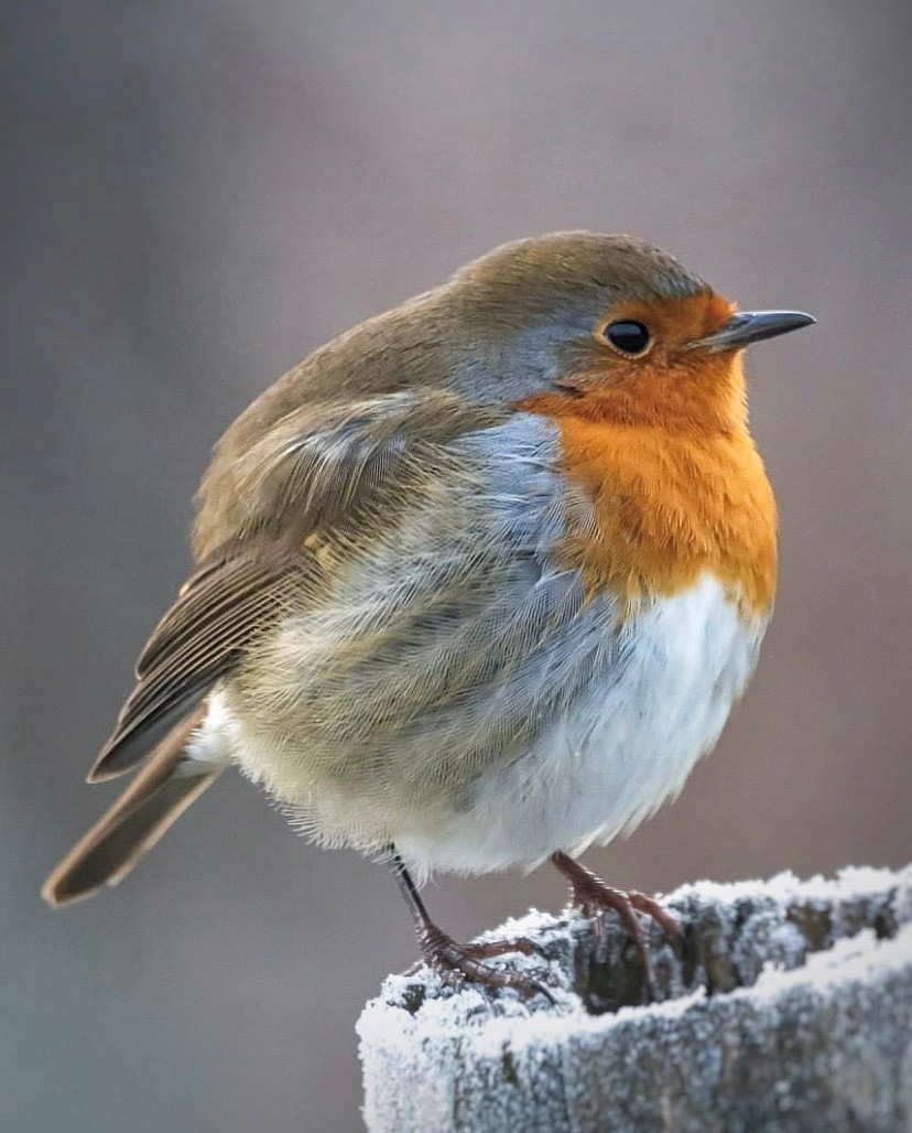 The frosty mornings are just around the corner! ❄️ The birds in your #garden could use a boost as the weather turns colder, and filling your feeders with nutritious, energy-rich #birdseed can give them just that. Check out our range - birdies.co.uk 📸 pagenraven IG