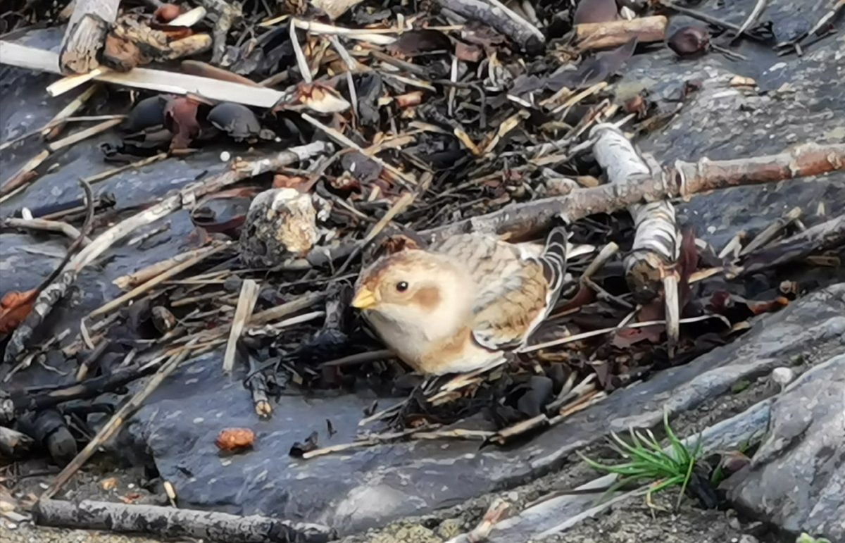 Pleased to get the New Passage Snow Buntings on way home from a work trip to Wales but annoyed that i left my camera in my car in Swindon