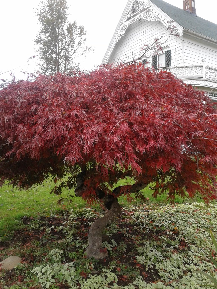 ECHeritage's tweet photo. We invited you to take walks in our gardens in the summer, and we invite you to do the same to see what they have to offer in the fall. Also, please plan to drive by the Heslin and Zimmerman Houses in December they will be decorated with lights for the holidays. https://t.co/bjFLcuxqg9