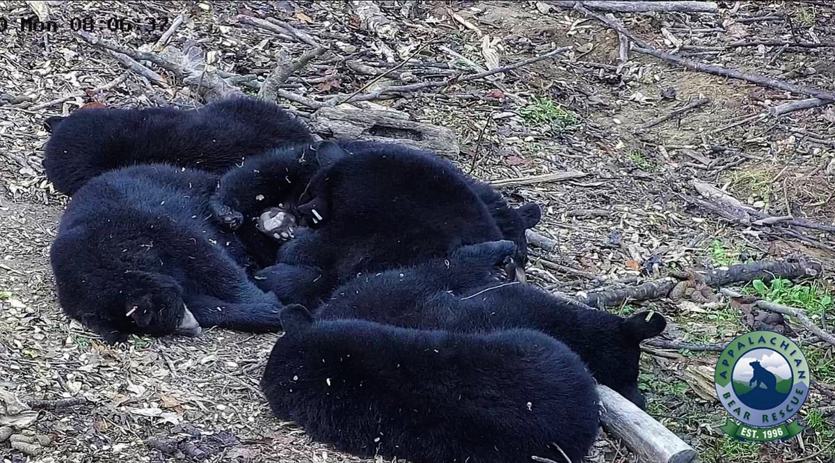 AppBearRescue's tweet photo. Time for a Cubby Quiz! How many bear cubs do you think are napping in this cubby pile? π»ββ#blackbear #blackbears #bears #bearcub #cub #cubby #blackbearcub #orphanedcub #abandoned #bearrescue #bearrehab #bearrehabilitation #rescueandrelease #rescue #release #backtothewild #wild https://t.co/I98DbsNcnm