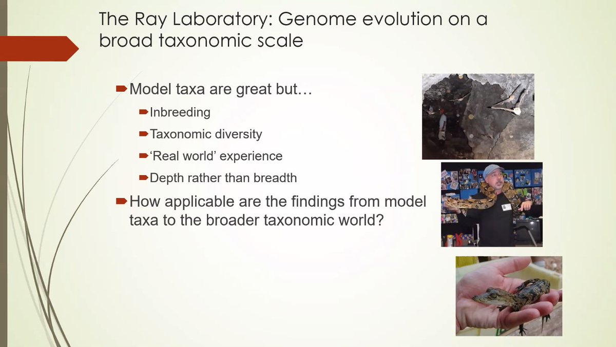 toheitka's tweet photo. 🧬🦇The #ICTE2020 talk of @RayLabTTU on #TransposableElement-induced mutations and defense has just started, so if you want to tune in and learn about the TEs of #bats and other cool non-model organisms, now is the time.
https://t.co/ukAs7G4lfz https://t.co/3dMnfdeehT