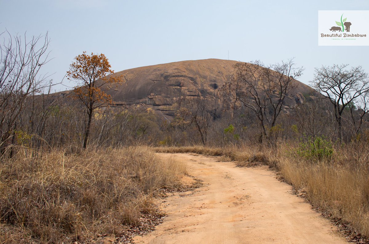 BusaniBango's tweet photo. Pomongwe Cave. Matopo📍 provides easy access to day excursions within the amazing park. You go through a bushy and #green🌿 cool pathway until the massive cave is revealed to you. Have you ever been to this part of Matopo?  #Matopo #TravelisFreedom #BeautifulZim https://t.co/sVGnsHjalZ