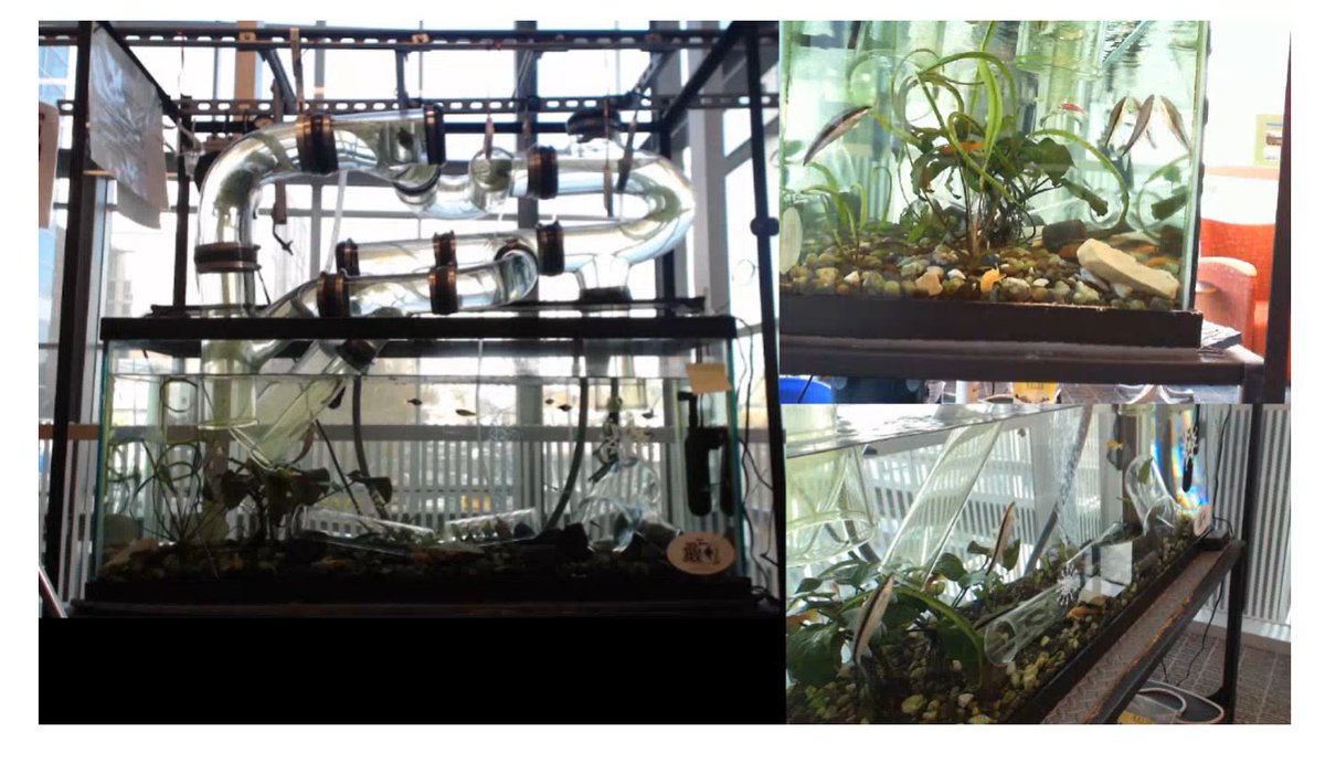 Missing saying hello to the fish when you turn in homework? Turn on our live stream of the inverted aquarium while you submit to D2L! fishtank.cee.pdx.edu