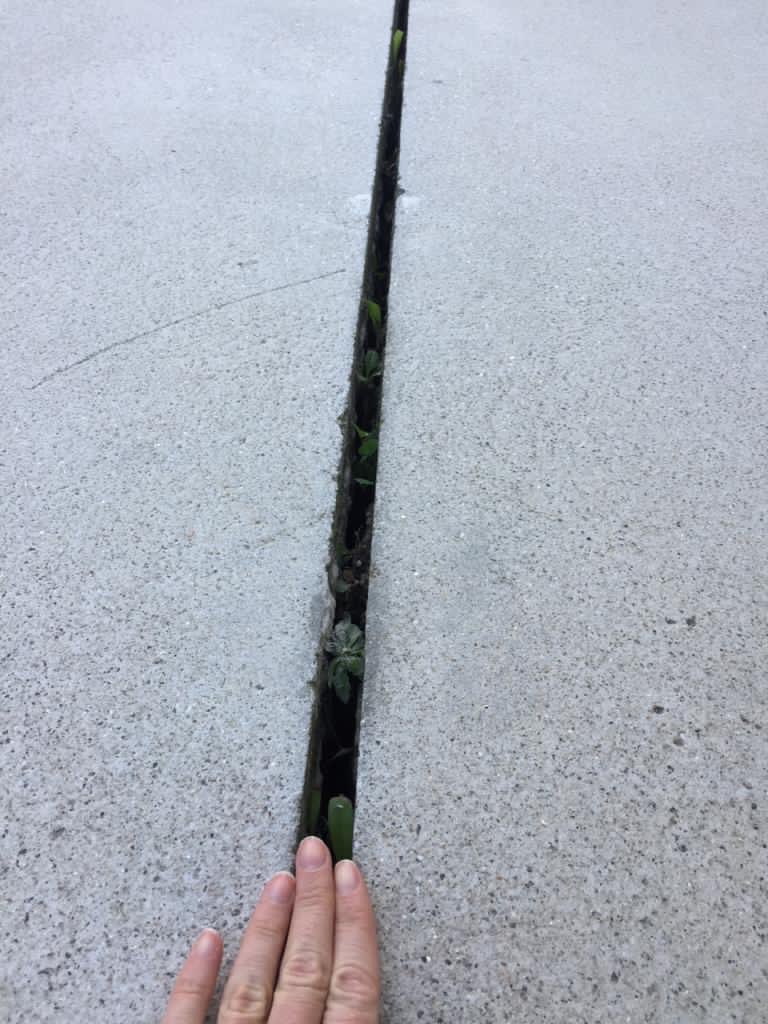 David Suarez tweet media