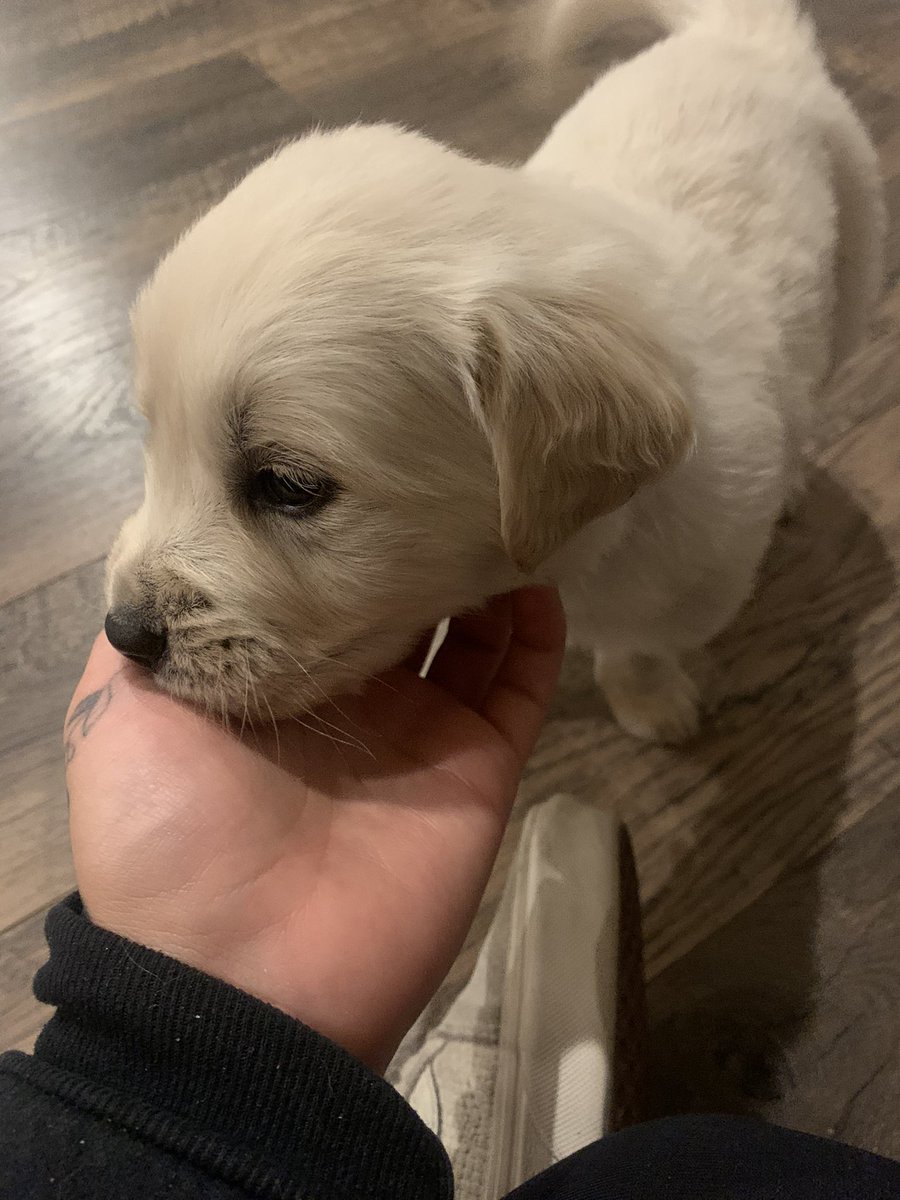 baileyzazee's tweet photo. Good morning pls enjoy these pics of my lil four legged fluff💌 https://t.co/VuSkFuFV5R