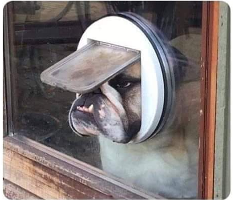 text_dog's tweet photo. Me checking outside to make sure I still hate the general public https://t.co/I9CGEmgJjN