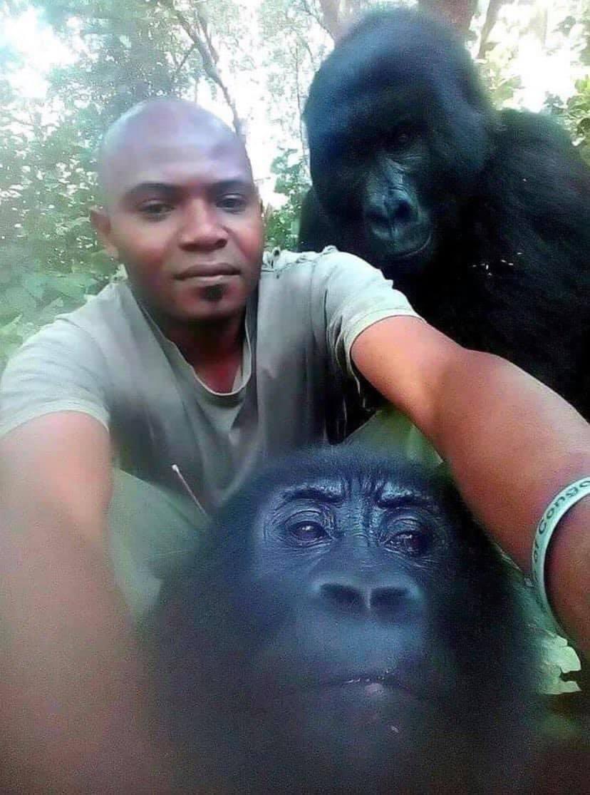 yapayaracIar's tweet photo. Kongo'da kendilerini kaçak avcılardan koruyan yöre halkıyla poz veren goriller.. https://t.co/LrzjUTtany