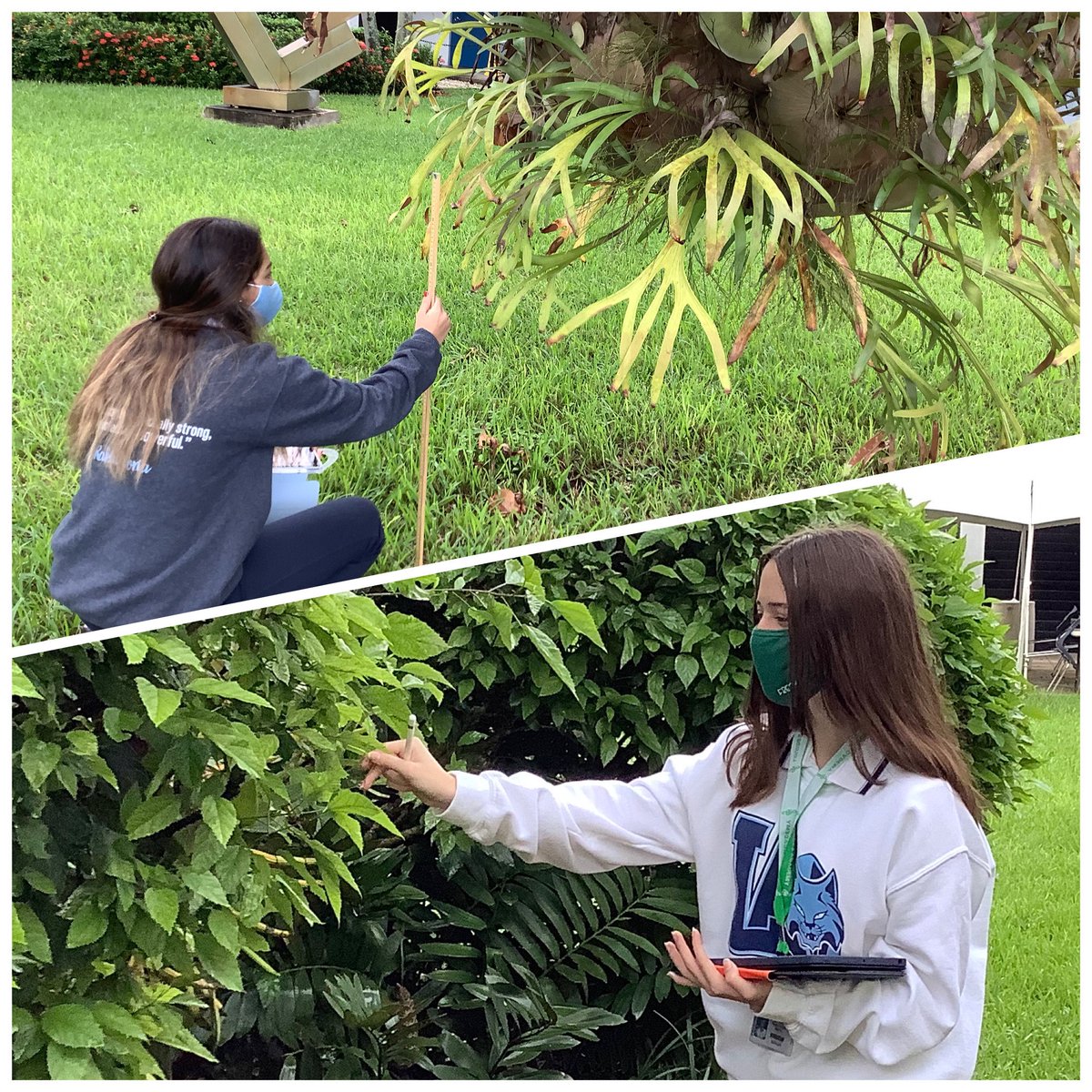 stemolla's tweet photo. Geometry students collect data to determine if there are differences in #LeafAngle throughout the height of a plant. #STEM #geometry @LourdesBobcats https://t.co/nCrw8lFNea