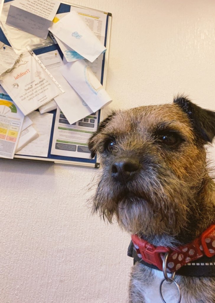 Had great fun <a href="/StAlbansSchool1/">St Alban's School</a> today, great to see everyone again, can't wait until next week already 👍😁👍
#TheBaxterProject @tagcic #TraumaInformed #Wellbeing #WellbeingDog