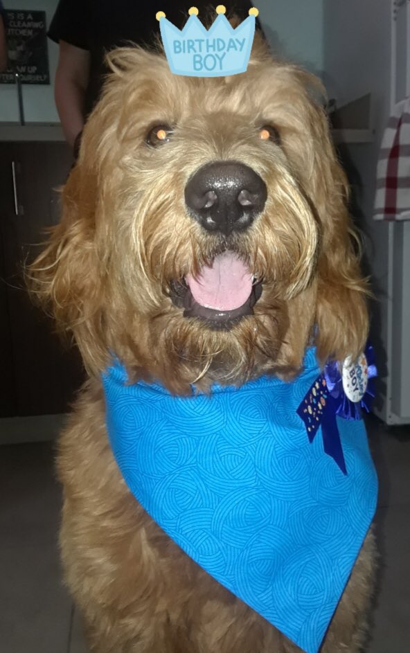 LauraWesternNL's tweet photo. Holiday Inn Express Pet Concierge Wilson celebrates his 1st birthday! https://t.co/4WSZu9G6eC