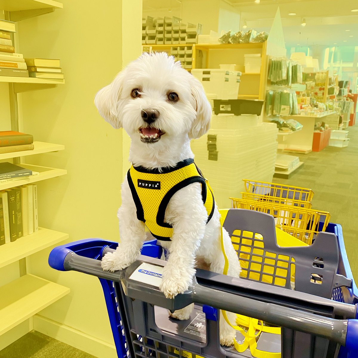 EllaLondon's tweet photo. My baby Hurley rocking out at the @ContainerStore today while helping me find lots of yellow storage ☀️ He wasn’t sure of the trolley at first, but he soon found his balance and loved it! 🤗💛 https://t.co/0oYXRK4UhN