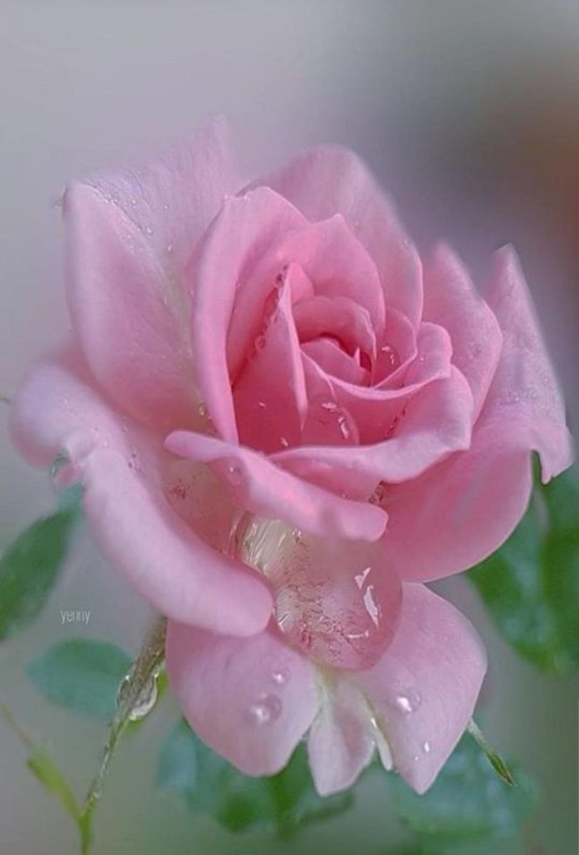 Queen13Turtle's tweet photo. Inspiration comes from the small corners of thoughts, they will grow with you and unfold into your beauti https://t.co/fOneCslGzD