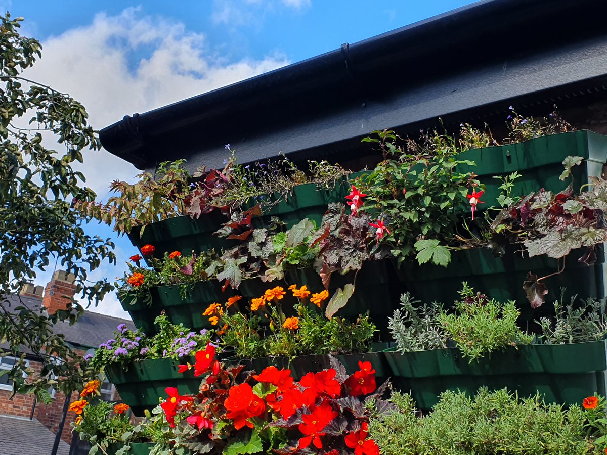 Green Wall Lessons: How to grow well – Rachel Kochany annadempsey.com/green-wall-les…