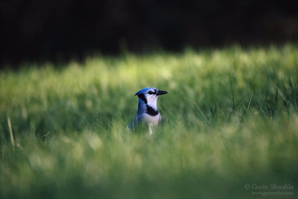 gavinwildvisual's tweet photo. Blue Raptor / Blue Jay (Cyanocitta cristata)
.
.
.
#nature #naturephotography #naturelover #naturelovers #naturephoto #nature_perfection #natureza #natureshots #nature_brilliance #bird #birdsofinstagram #birdphotography #audubonsociety #elite_raptors #TwitterNatureCommunity https://t.co/nt3Mgiej1O