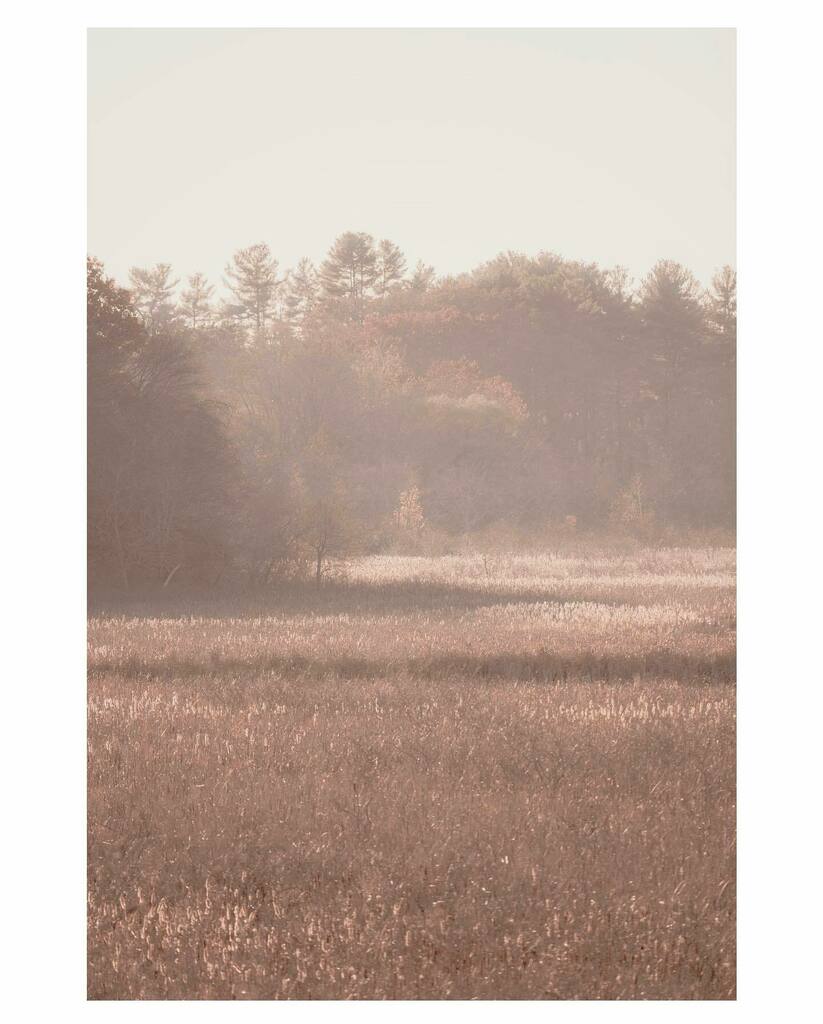 Great meadows.
.
.
.
.
.
#ignewengland #wanderlust #sonyimages #meadows #preserve #concordma #sonya7iii #100400gm #lightpainting #landscapephotography #protectyourhighlights instagr.am/p/CHatjbQFgfH/
