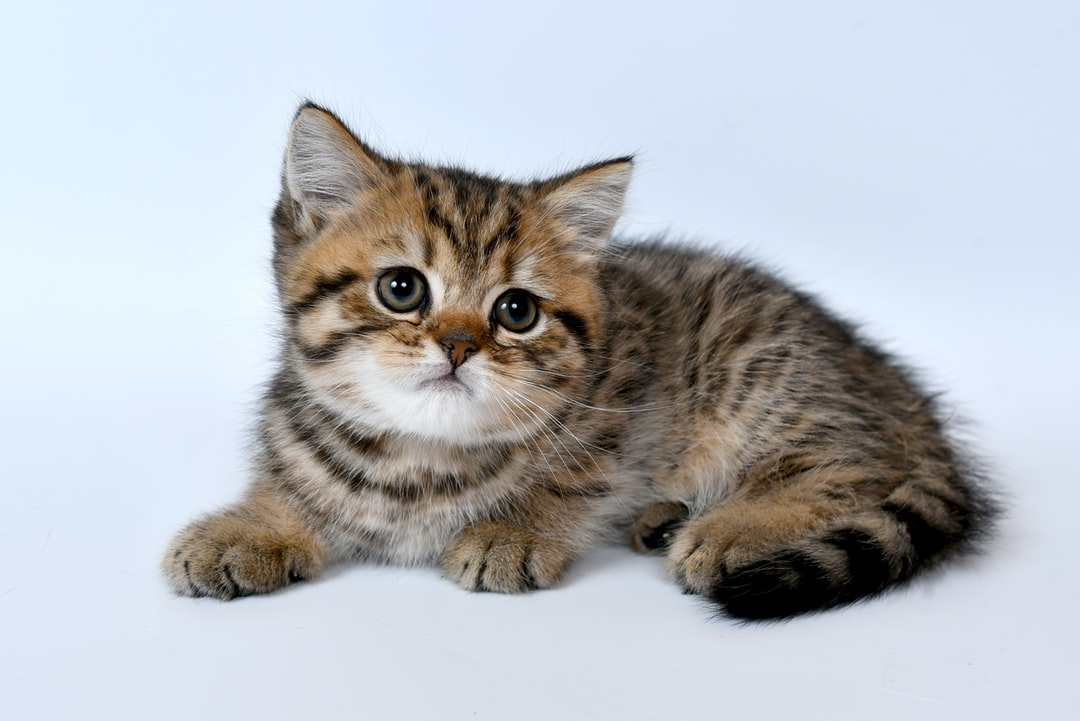 paleopets's tweet photo. “I have felt cats rubbing their faces against mine and touching my cheek with claws carefully sheathed. These things, to me, are expressions of love.” – James Herriot https://t.co/9H7g63ws32