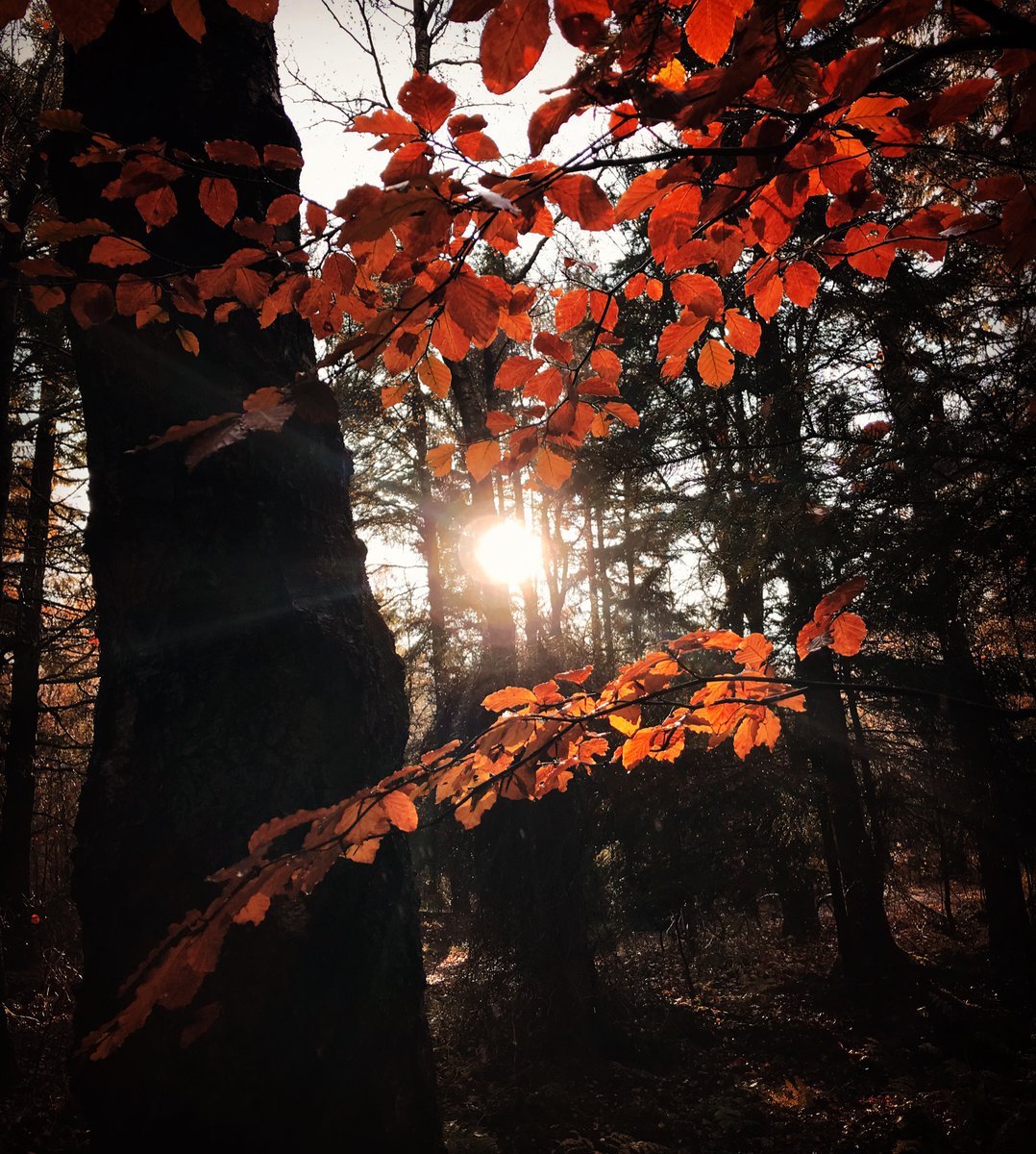 HiddenHadd's tweet photo. The Last Leaves 🍂 #hiddenhaddington #haddington #haddingtonbeauty #autumncolours #eastlothian #Scotland https://t.co/QT9u5qul9I